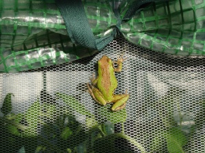 Tree frog on greenhouse window screen, May 31, 2016.