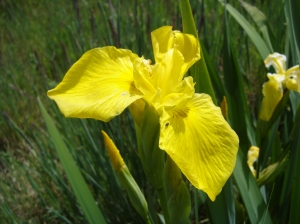 Yellow flag iris