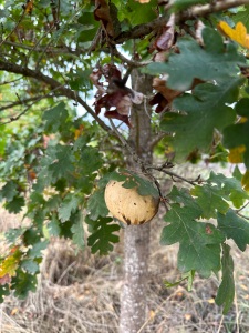 Oak gall